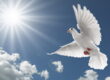Дух Святой в виде голубя фото